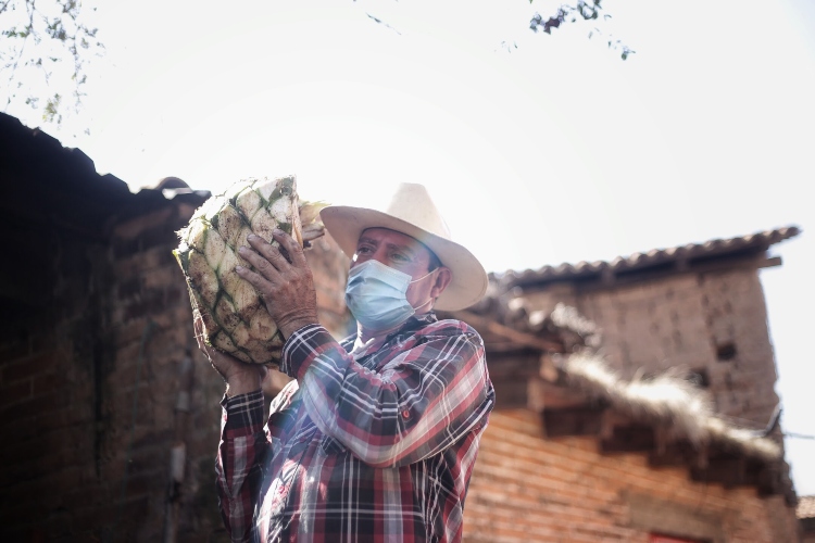 BEBIDA. La raicilla tiene denominación de origen jalisciense. (Foto: Cortesía Gobierno de Jalisco)